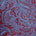 Blue Mountain Paisley Lake Blue Swatch